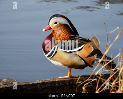 Anatra Mandarina Foto Stock