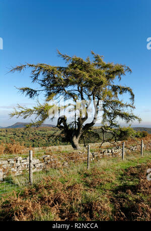 Larice europeo - Larix decidua sui pendii più bassi del Sugar Loaf, Abergavenny, Monmouthshire, Galles Foto Stock