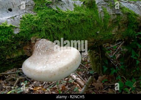 Birch Polypore staffa funghi - Piptoporus betulinus caduti sulla betulla Foto Stock
