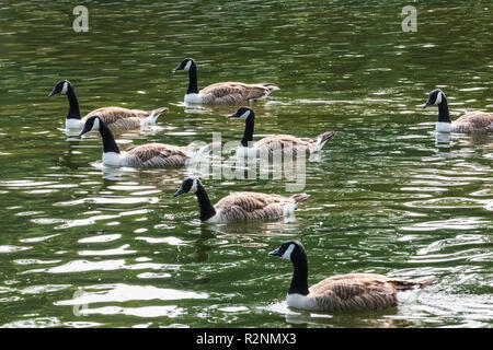 Inghilterra, London, Regents Park, Stormo di oche nel lago Foto Stock