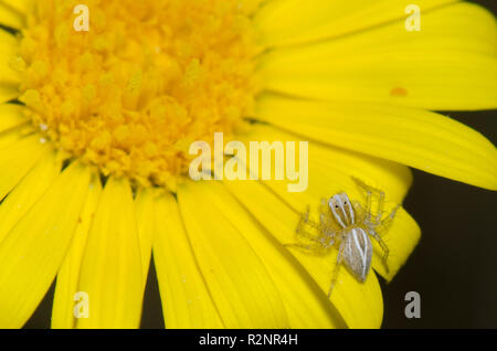 Striped Lynx, Oxyopes salticus, su giallo fiore composito Foto Stock