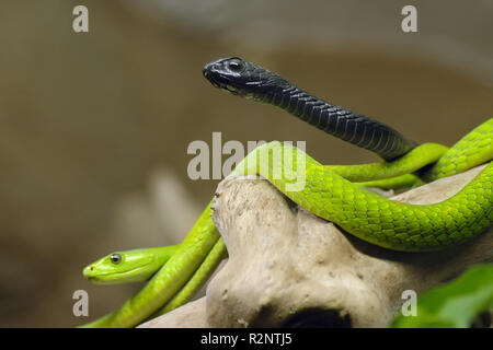 Verde e mamba boomslang Foto Stock