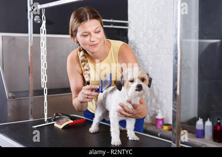 Ritratto di donna cura il grooming proprietario simpatico cane havanese al salone di pet Foto Stock