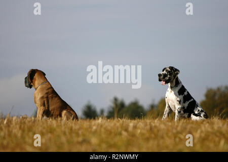 Due grandi danesi Foto Stock