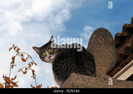 Il gatto sul tetto Foto Stock