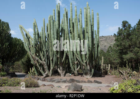 Mexican Palo da recinzione di cactus (Pachycereus marginatus), Jardín Botánico Canario Viera y Clavijo (giardini botanici), Tafira, Gran Canaria, Spagna. Foto Stock