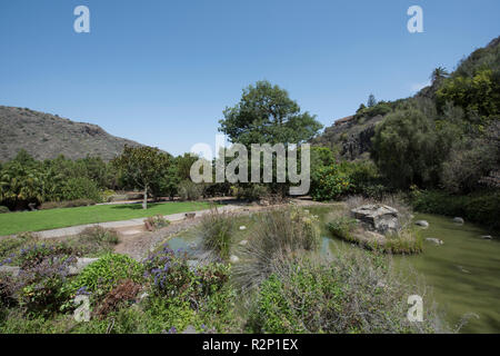 Jardín Botánico Canario Viera y Clavijo (giardini botanici), Tafira, Gran Canaria, Spagna. Foto Stock