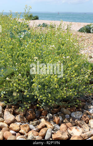 Capsule di seme di cavolo riccio di mare o Crambe maritima Foto Stock