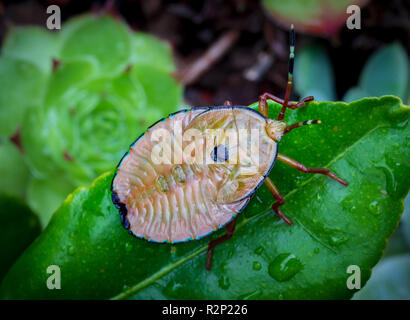 Gran fetore bug, Musgraveia sulciventris, trovati in Australia, noto anche come il bronzo orange bug, una peste per le piante nel gruppo di agrumi Foto Stock