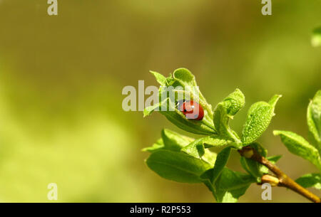 Sette-spot coccinella Foto Stock