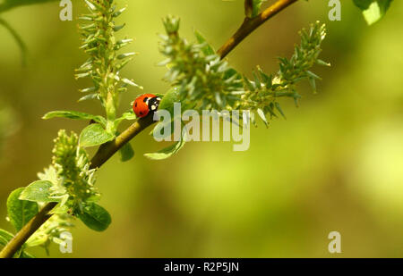 Sette spot coccinella Foto Stock