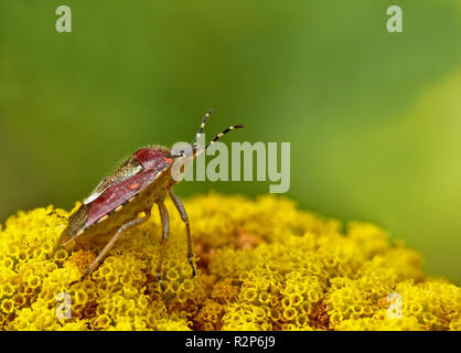 Dolycoris su achillea Foto Stock