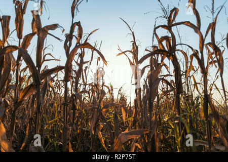 Campo di grano al tramonto nella campagna della Lomellina Foto Stock