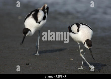 Due avocet Foto Stock