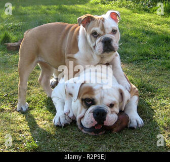 English Bulldog tipo vecchio Foto Stock