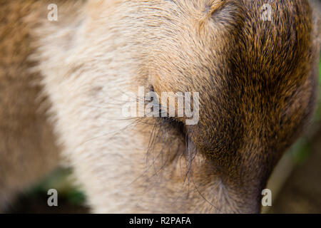 Faccia di sleeping caprioli, close-up Foto Stock