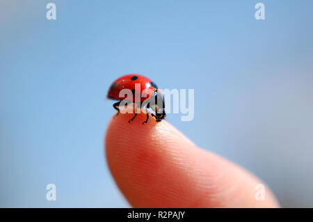 Coccinella Foto Stock