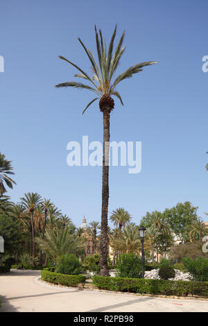 Giardino di Villa Bonanno a Piazza della Vittoria, Palermo, Sicilia, Italia, Europa Foto Stock