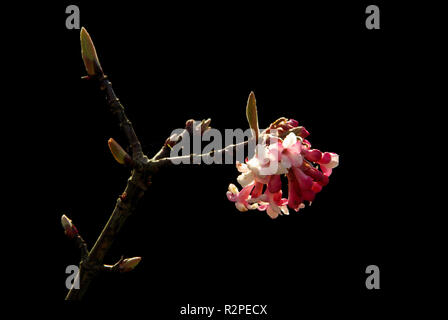 Inverno palla di neve - viburnum bodnant 03 Foto Stock