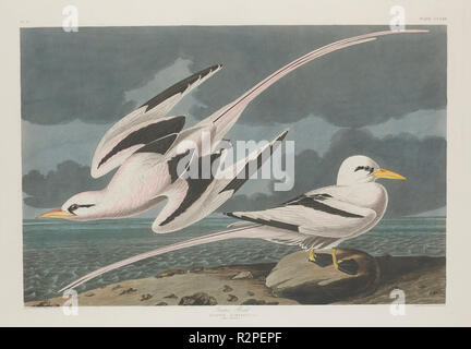 Tropic Bird. Data: 1835. Dimensioni: piastra: 66 x 55,6 cm (26 x 21 7/8 in.) foglio: 100,3 x 68,3 cm (39 1/2 x 26 7/8 in.). Medium: colorate a mano di attacco e acquatinta su carta Whatman. Museo: National Gallery of Art di Washington DC. Autore: Robert Havell dopo John James Audubon. Foto Stock