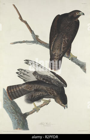 Guerriero Nero. Data: 1830. Medium: colorate a mano di attacco e acquatinta su carta Whatman. Museo: National Gallery of Art di Washington DC. Autore: Robert Havell dopo John James Audubon. Foto Stock