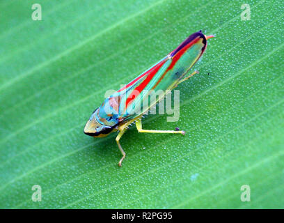 Graphocephala fennahi Foto Stock