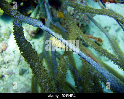 Flamingo linguetta sulla Coral Foto Stock