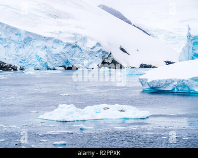 Due guarnizioni crabeater poggiante su ghiaccio floe in Lemaire Channel, Penisola Antartica, Antartide Foto Stock