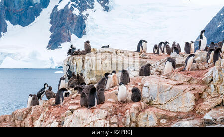 I pulcini e adulto Adelie pinguini, Pygoscelis adeliae, e Antartico shags su Petermann Island, Penisola Antartica, Antartide Foto Stock