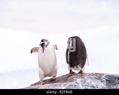 Coppia di pinguini di Gentoo, Pygoscelis papua, in piedi sulla roccia, Mikkelsen Harbour, Trinità Isola, Penisola Antartica, Antartide Foto Stock