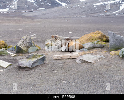 Antartico pelliccia sigillo, Arctocephalus gazella mostrando i denti durante il riposo sulla spiaggia di sabbia nera di Whalers Bay, isola Deception, a sud le isole Shetland, un Foto Stock