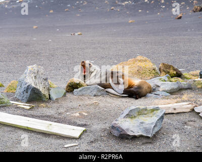 Ruggito Antartico pelliccia sigillo, Arctocephalus gazella sulla spiaggia di sabbia nera di Whalers Bay, isola Deception, a sud le isole Shetland, Antartide Foto Stock