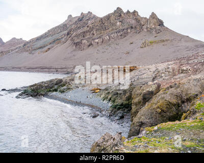 Colonia di elefante meridionale le guarnizioni e i pinguini Gentoo a Hannah Point, Livingston isola, a sud le isole Shetland, Antartide Foto Stock