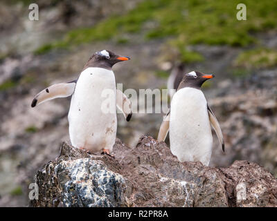 Coppia di pinguini di Gentoo, Pygoscelis papua, in piedi sulla roccia, Hannah Point, Livingston isola, a sud le isole Shetland, Antartide Foto Stock