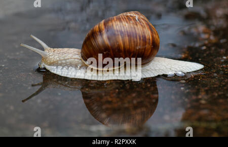 Lumaca romana che si muove in una pozza su terreno pietroso, Stoccarda, Baden-Württemberg, Germania Foto Stock