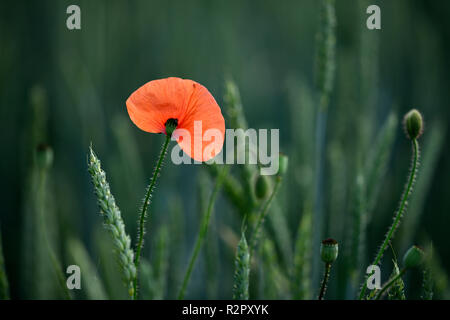 Papavero di mais nel campo di grano, Stoccarda, Baden-Württemberg, Germania Foto Stock