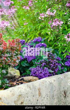 Colorfully giardino fiorito Foto Stock