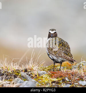 Eurasian golden plover Pluvialis apricaria, Nordkinn Penisola, Norvegia Foto Stock