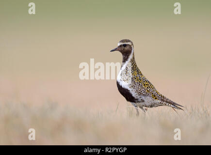 Eurasian golden plover Pluvialis apricaria, tundra erba, Islanda Foto Stock