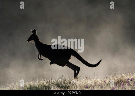 Grigio occidentale Canguro salto femmina con joey nella sacca shilloutte contro la nebbia di mattina Valle di Avon Australia occidentale Foto Stock