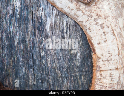 Vista dettagliata del tronco di albero con layered nero e marrone colore di superficie in Minnesota negli Stati Uniti. Foto Stock