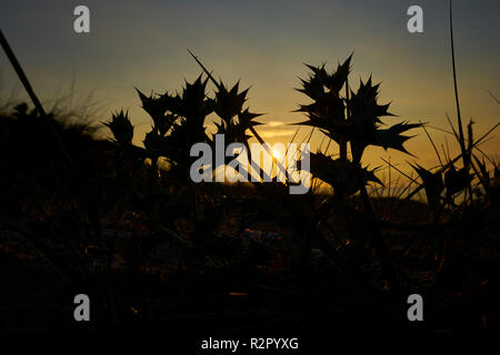 Mare, eryngo Eryngium maritimum o mare holly Foto Stock