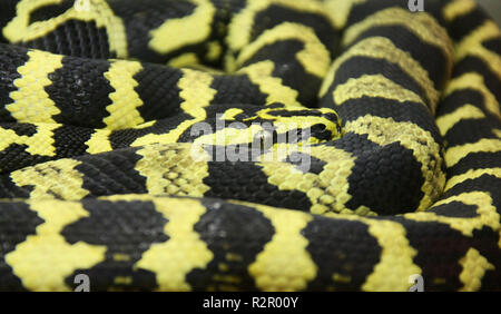 Tappeto di serpente Foto Stock
