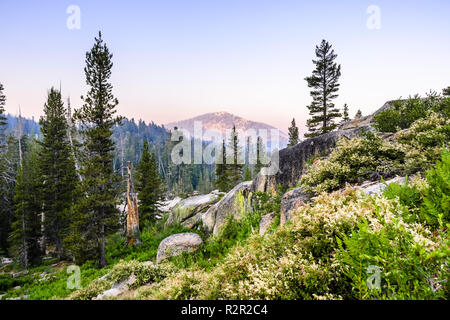 Vista la mattina di foreste di pini e di fiori selvaggi nel Parco Nazionale di Yosemite; una leggera fuoriuscita di fumo dal fuoco Ferguson visibile nell'aria;Sierra Nevada, in California Foto Stock