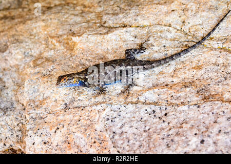 Becco blu lizard (Sceloporus occidentalis) appoggiato su di una roccia di granito, il Parco Nazionale Yosemite in California Foto Stock