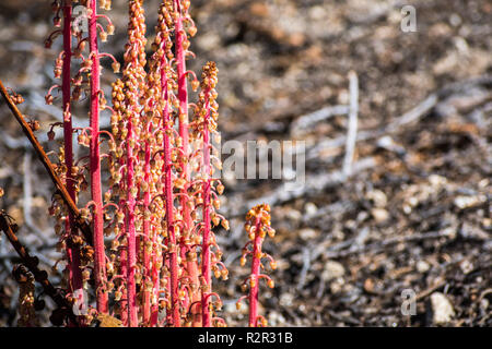 Wooodland pinedrops (Pterospora andromedea) fiori selvatici fioriti nei boschi della Sierra Nevada, il Parco Nazionale Yosemite in California Foto Stock
