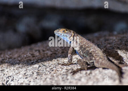 Becco blu lizard (Sceloporus occidentalis) appoggiato su di una roccia di granito, il Parco Nazionale Yosemite in California Foto Stock