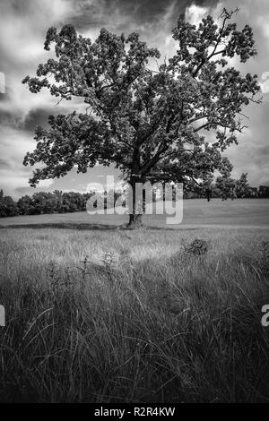 Tall magnifica quercia in campo sul caldo giorno d'estate Foto Stock