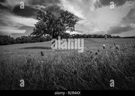 Tall magnifica quercia in campo sul caldo giorno d'estate Foto Stock