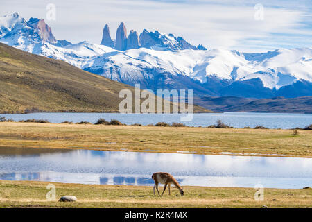 Llama alimentazione su erba a Torres del Paine in Cile